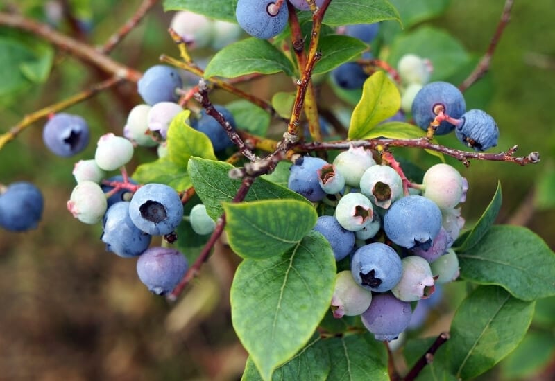 ⦁	Lowbush Blueberry (Vaccinium angustifolium)