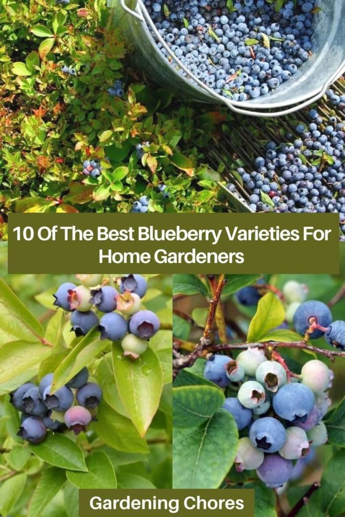 10 Of The Best Blueberry Varieties For Home Gardeners