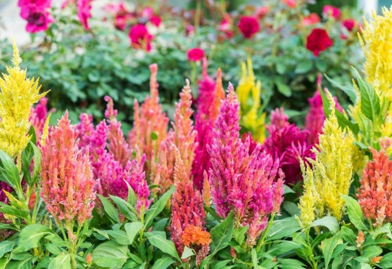 10 Of The Best Celosia Flower Varieties For Your Garden