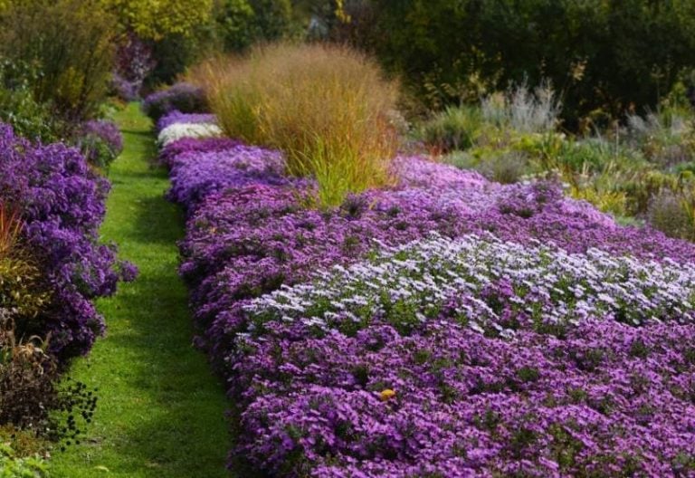 15 Prettiest Purple Annual Flowers To Beautify Your Garden