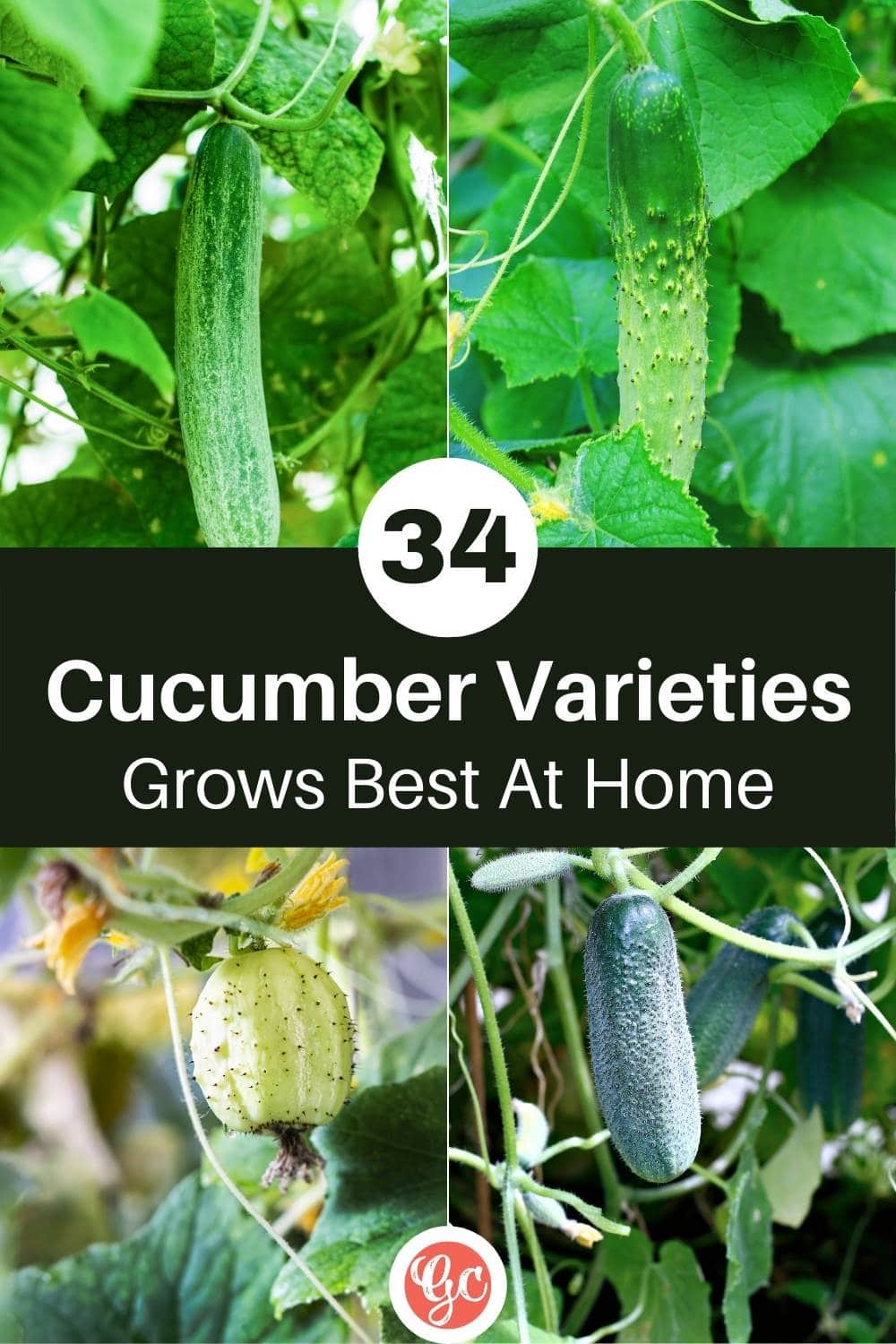 34 Best Cucumber Varieties Ideal for Home Gardeners