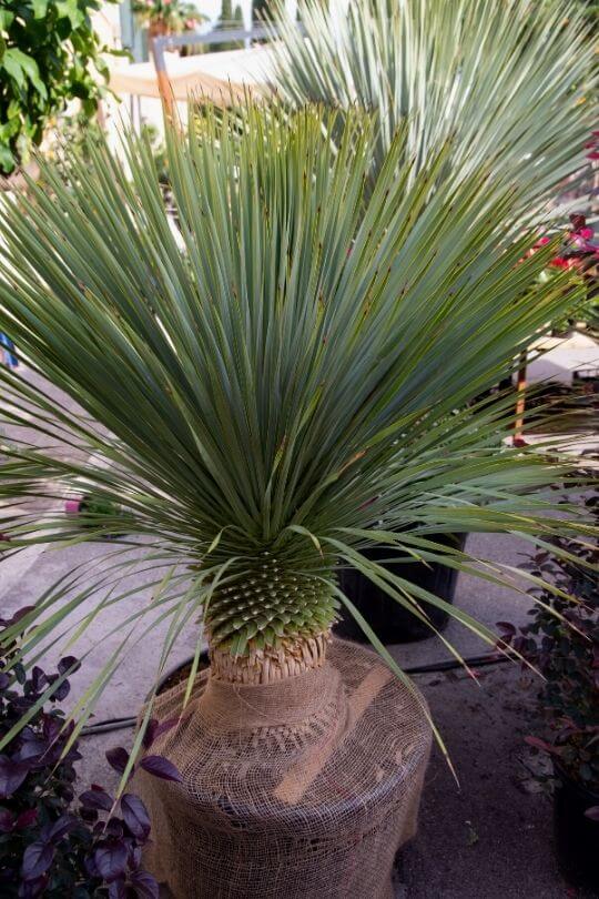 Beaked yucca Beaked yucca