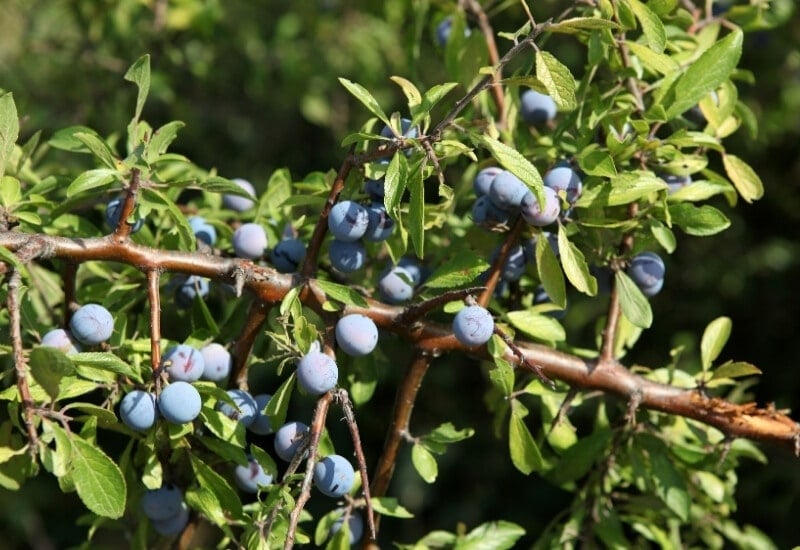 Blueberry Fact Sheet