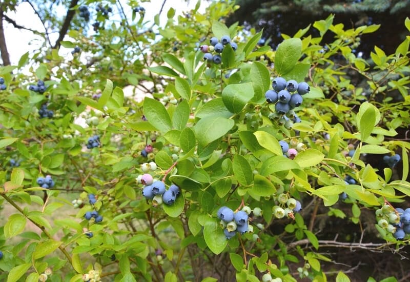 Blueberry Plant Description