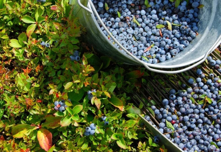 10 Of The Best Blueberry Varieties For Home Gardeners
