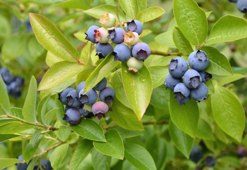 10 Best Blueberry Varieties For Home Gardeners Gardening Chores