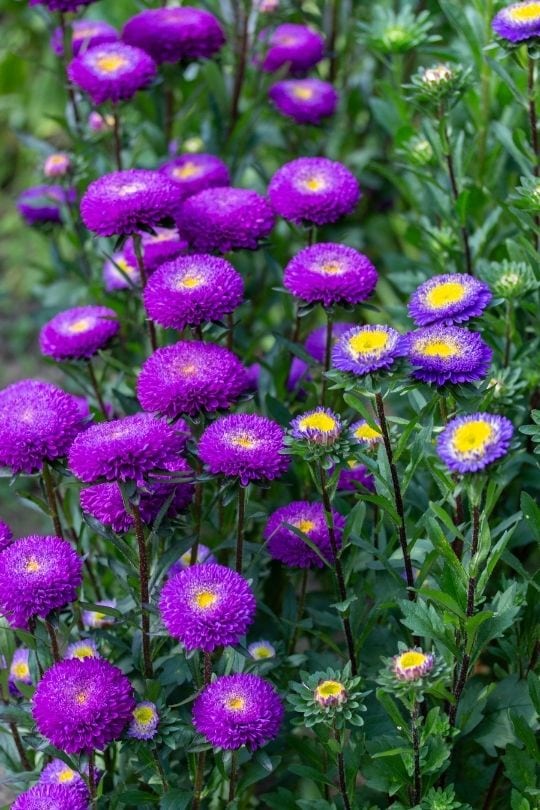 Callistephus chinensis