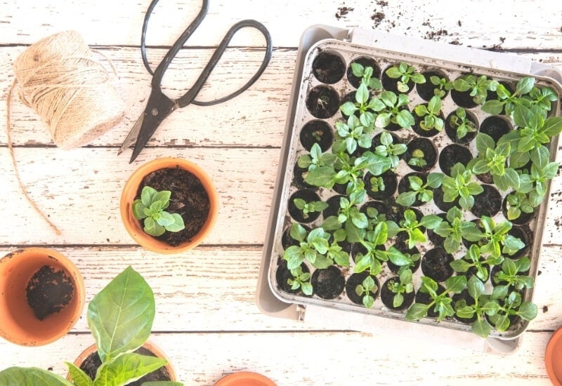 Can I Start Seeds Later? 