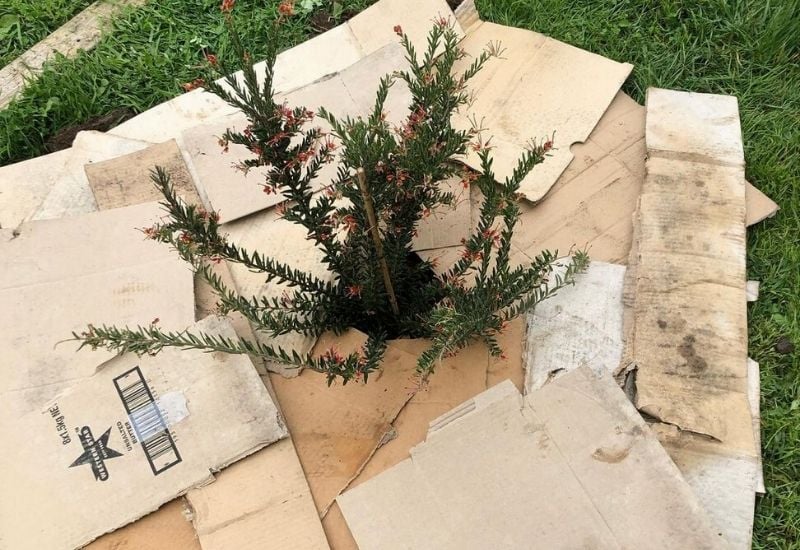 18 Type Of Mulch And When To Use Them In Your Garden