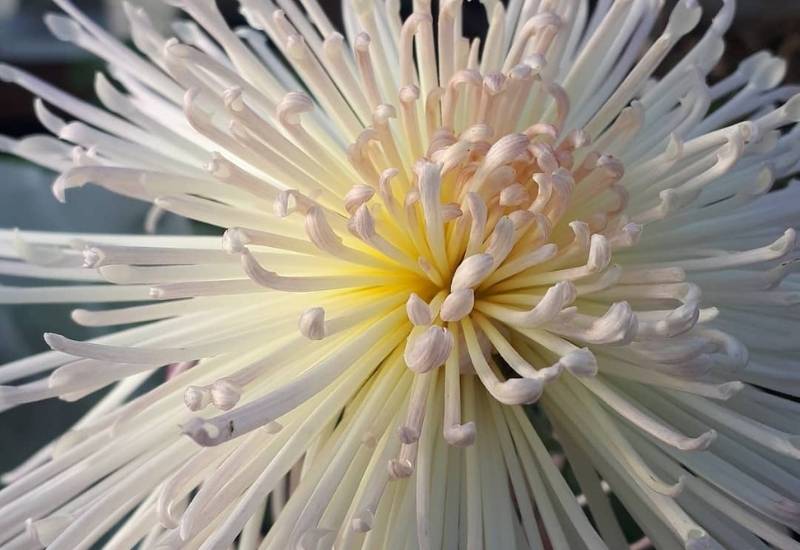 Cheesapeake spider mum