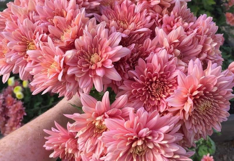 Coral Charm decorative mum
