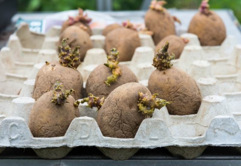 Do You Have To Chit Seed Potatoes Before Planting?