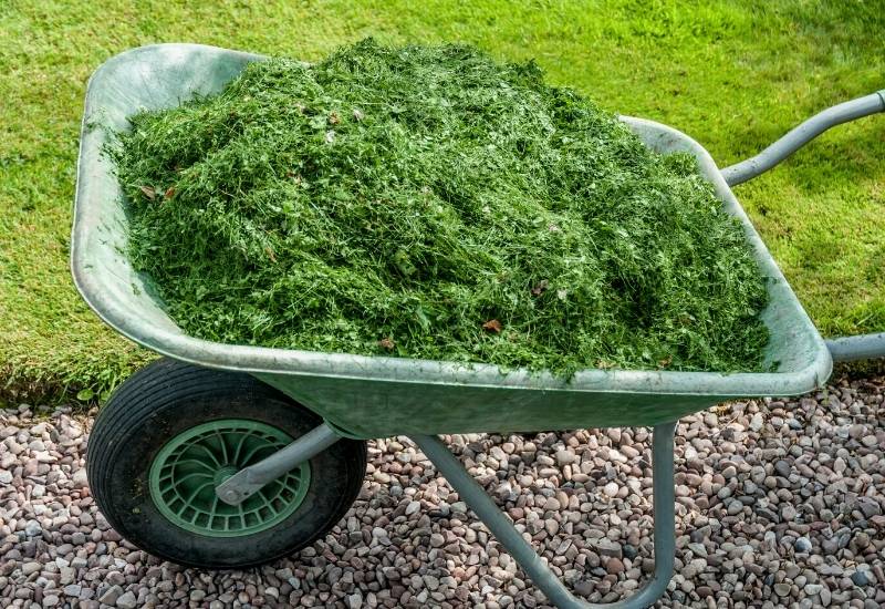Grass Cuttings Mulch