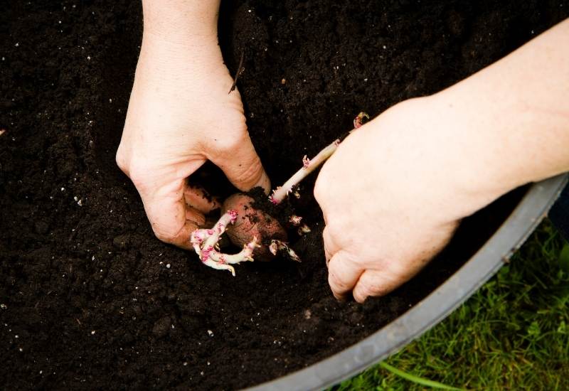 How Deep To Plant Potatoes In Container