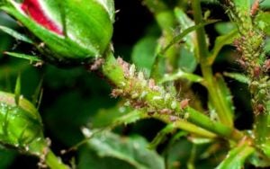 How To Get Rid Of Aphids Naturally_ Identify And Control Aphid Damage On Plants