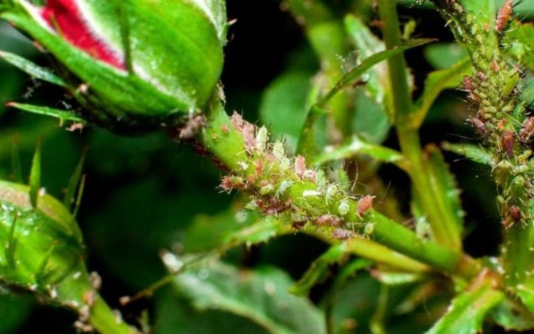 How To Get Rid Of Aphids Naturally: Identify And Control Aphid Damage On Plants