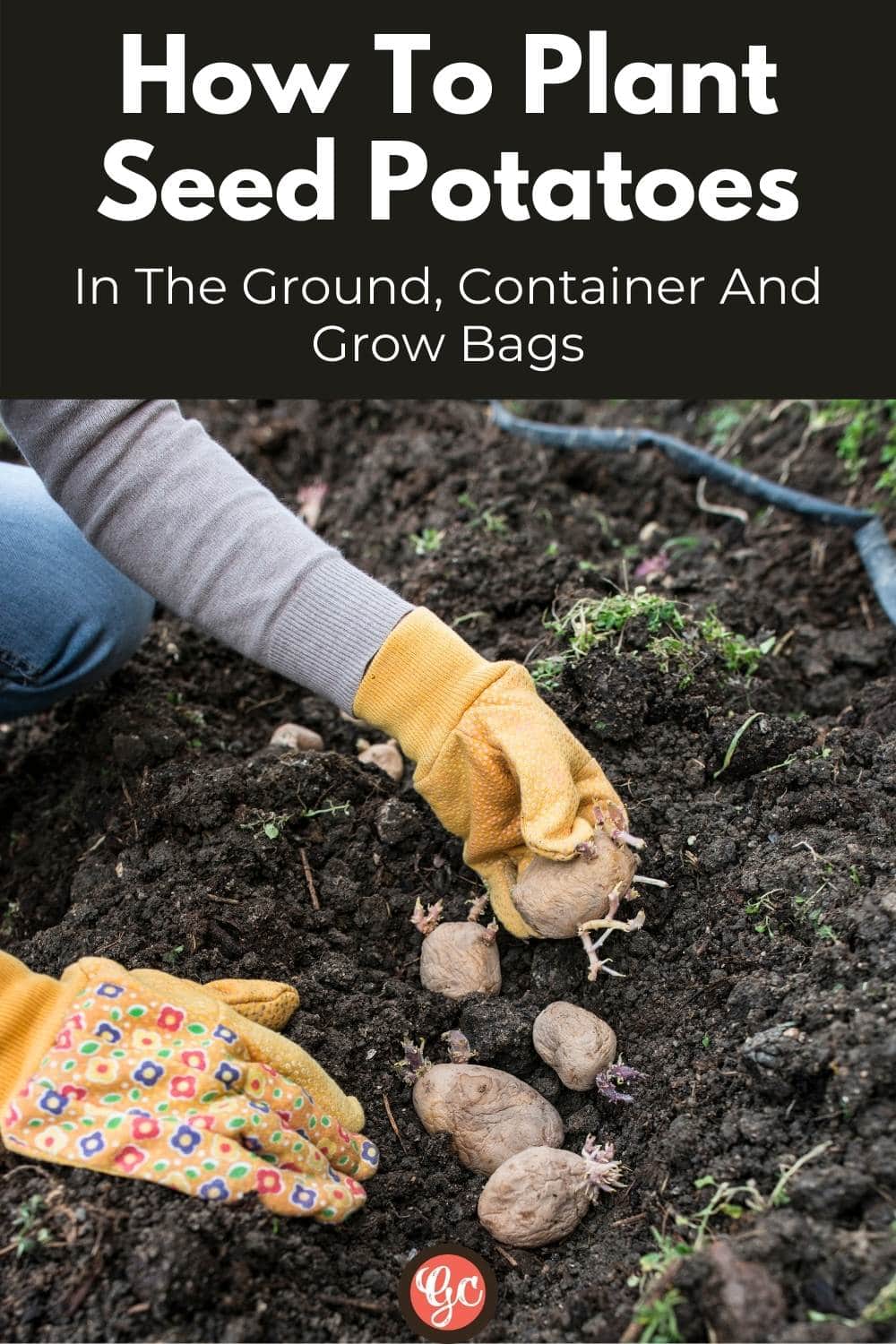 How To Plant And Grow Seed Potatoes In The Ground and Containers