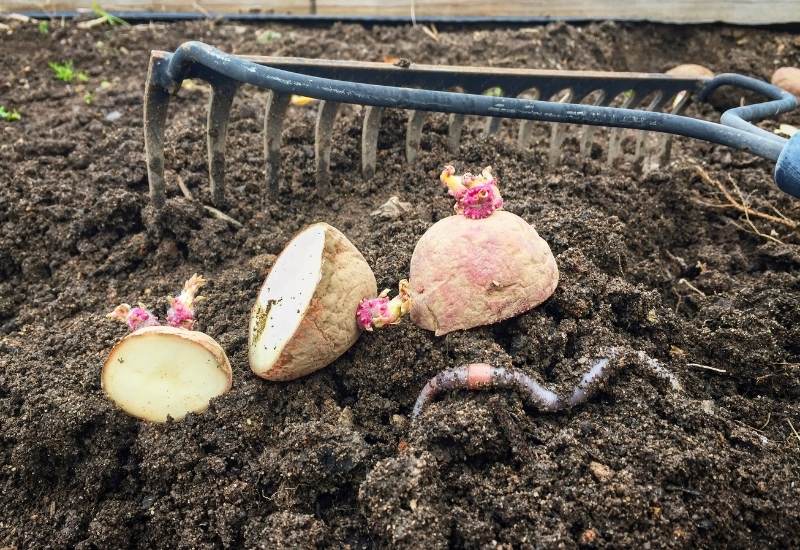 How To Plant Seed Potatoes In The Ground, Container And Grow Bags