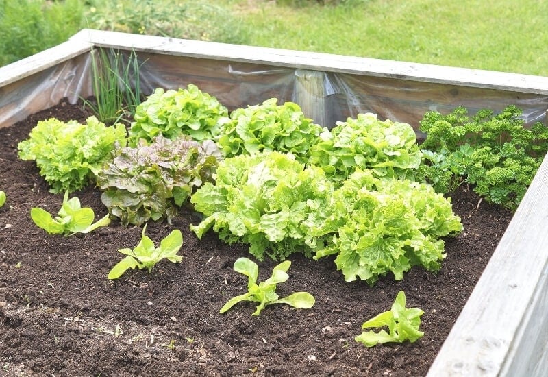 How to Fill Raised Garden Beds Cheaply
