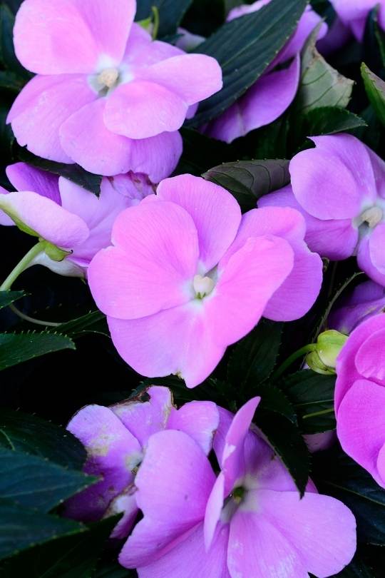 Impatiens  flower