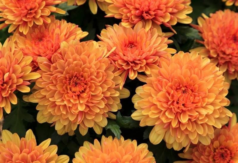 Indian Summer decorative mum