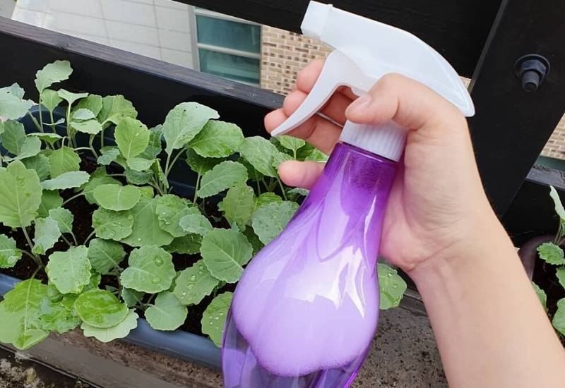 Make a DIY Cabbage Worm Spray