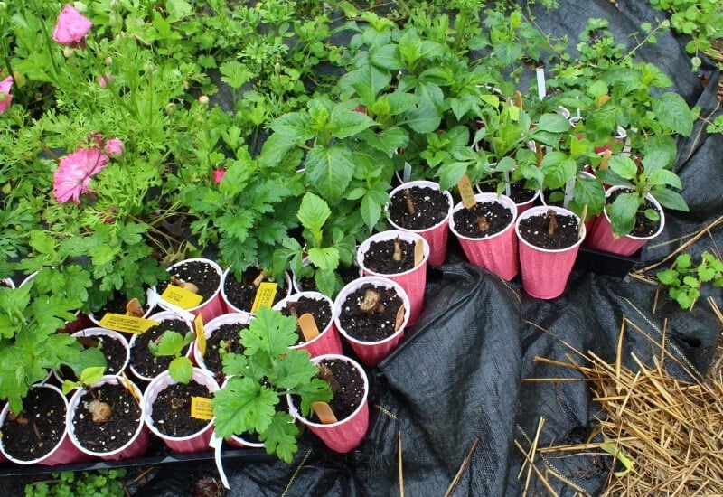 Not All Seeds Need to Be Started Indoors