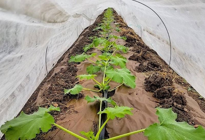 18 Type Of Mulch And When To Use Them In Your Garden