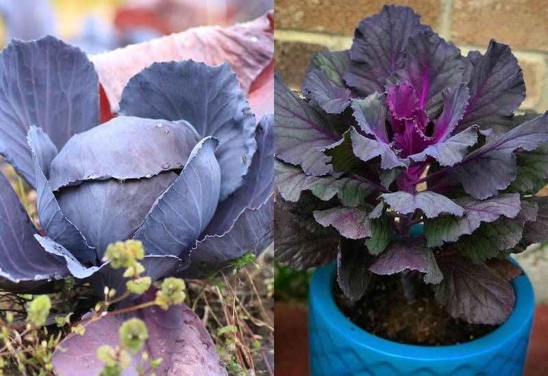 Plant Red and Purple Leafed Varieties of Cabbage