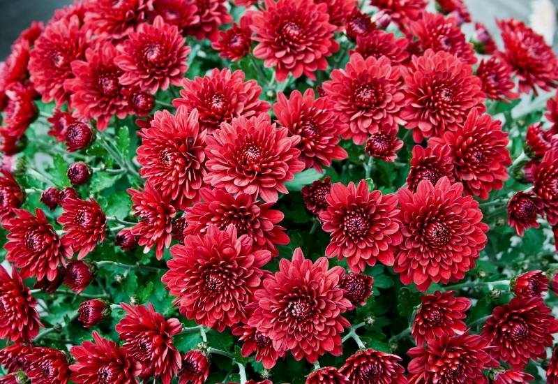 Ruby Mound cushion mum