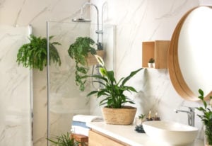 Shower Plants for Bathroom