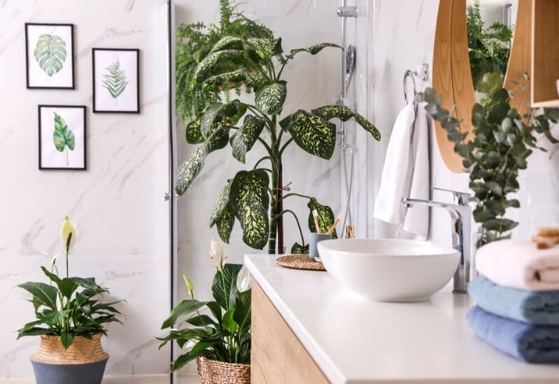 Shower Plants for Bathroom