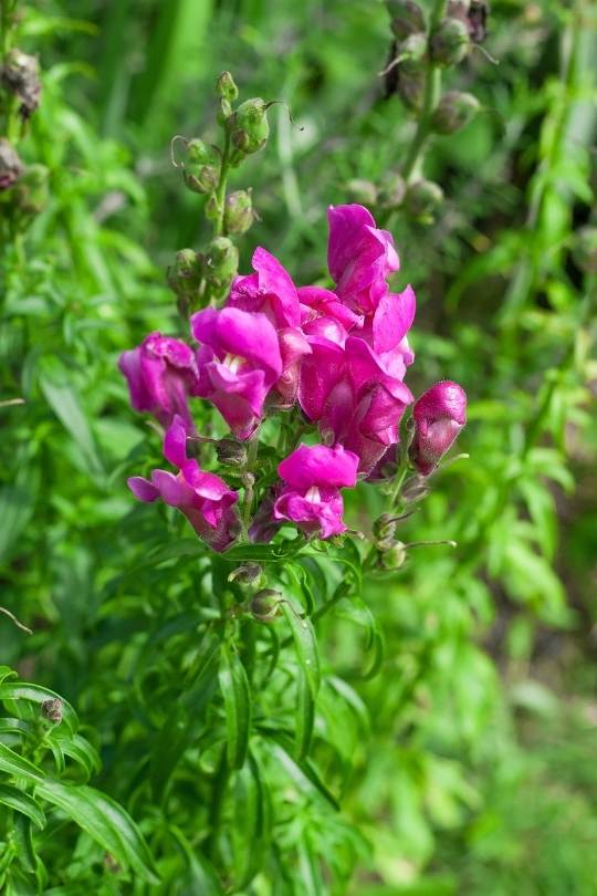 Snapdragon Flowers