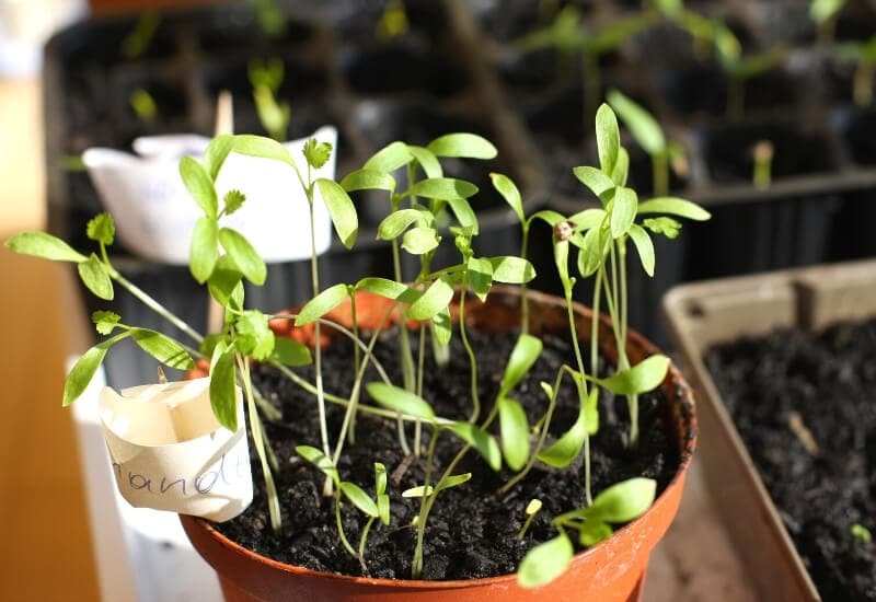 Start a Seed Starting Journal