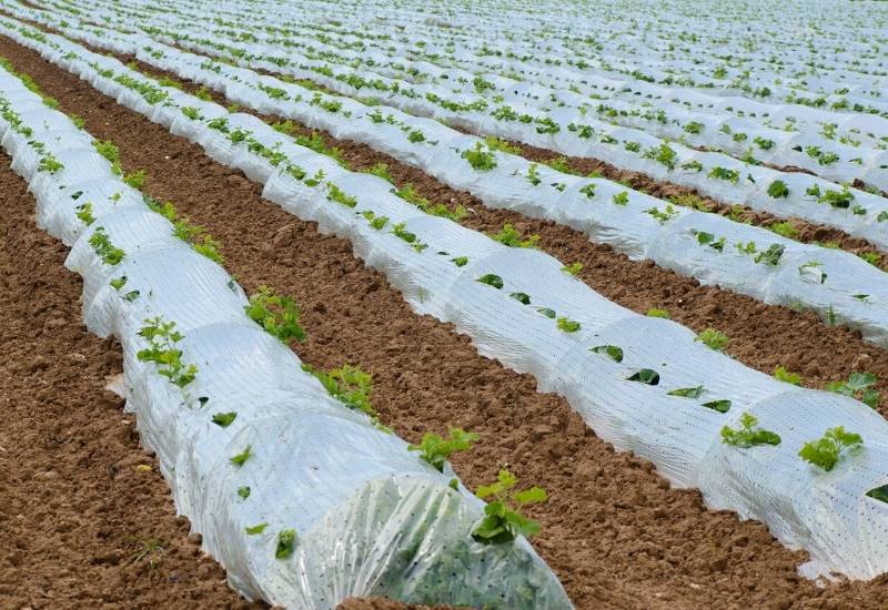 Transparent Plastic Sheets