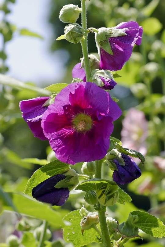 Violett flower of the Hollyhock - Alcea rosea