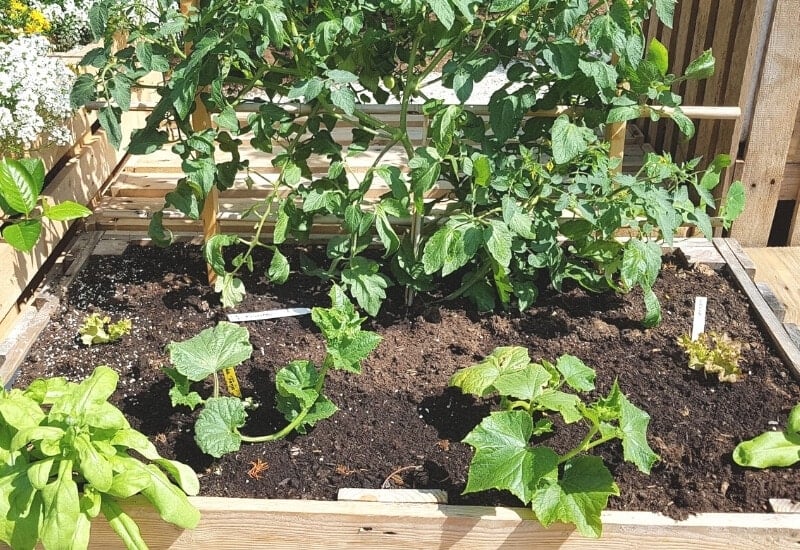 What is the Best Raised Bed Soil?