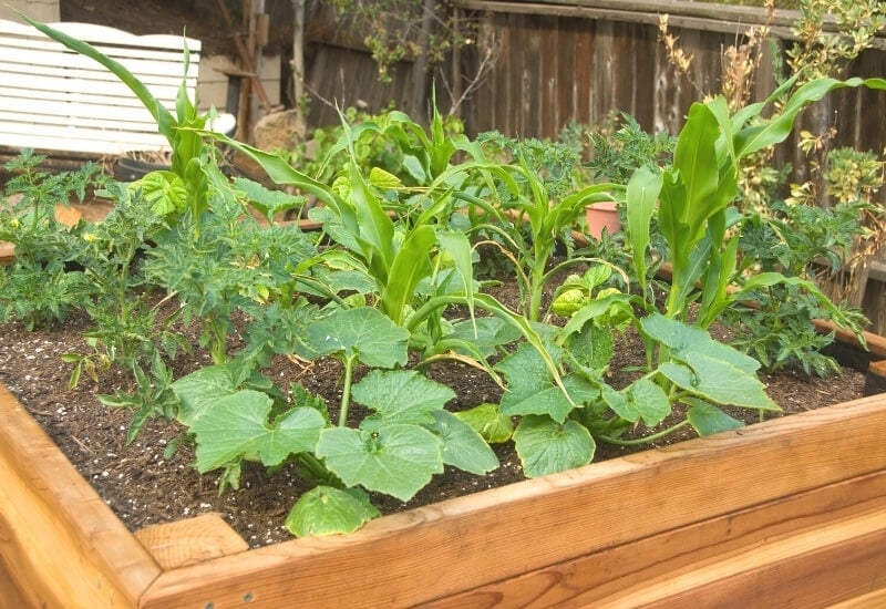 What to Plant in a Raised Garden Bed 