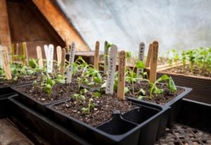 When To Start Seeds Indoors_
