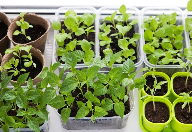 Which Seeds to Start Indoors