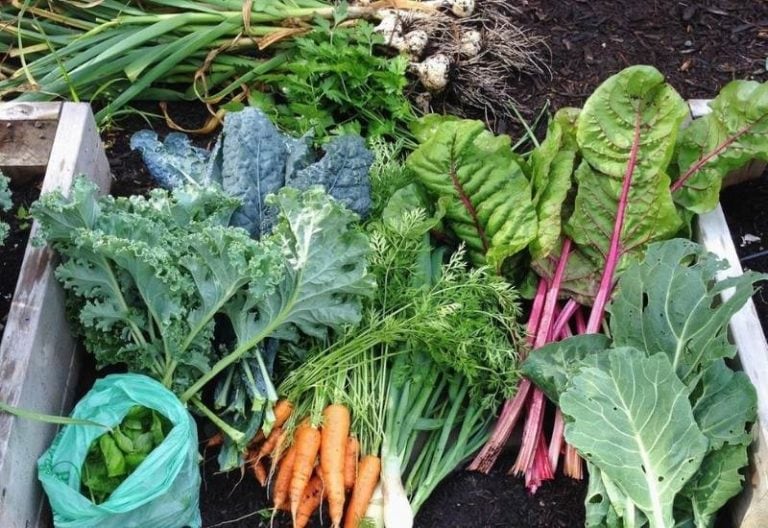 20 Cold-Hardy Winter Vegetables To Plant And Harvest In Your Cool Season Garden