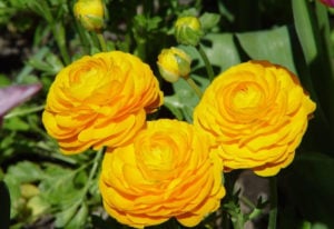 10 Different Flowers That Almost Look Like Roses Gardening Chores