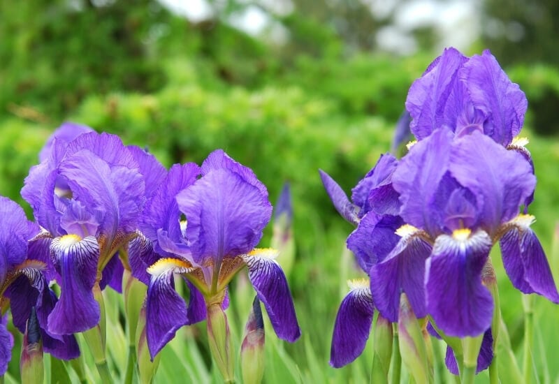 ⦁Aquatic Iris (Iris spp.)
