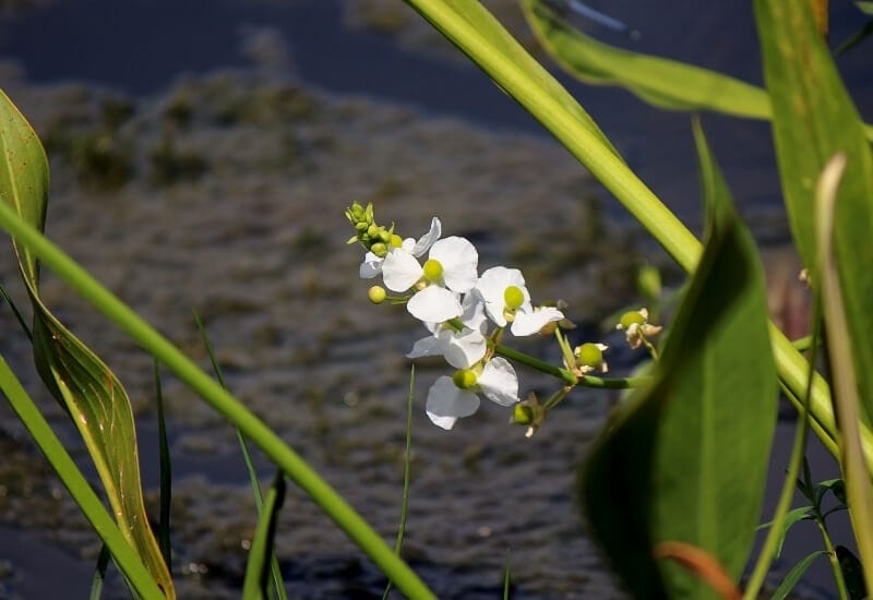 ⦁Arrowhead (Sagittaria spp)
