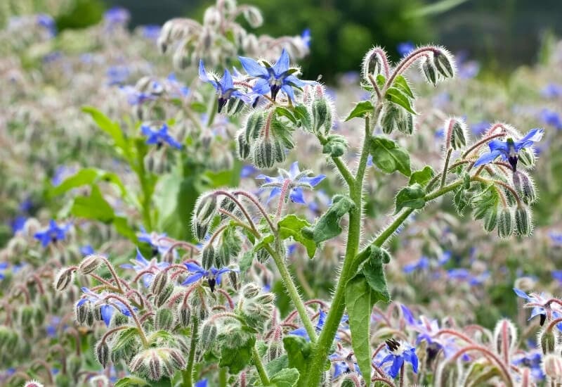 ⦁_Borage ⦁Borage