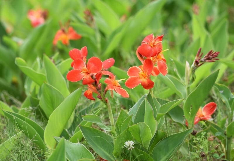 ⦁Canna Lily(Canna indica)