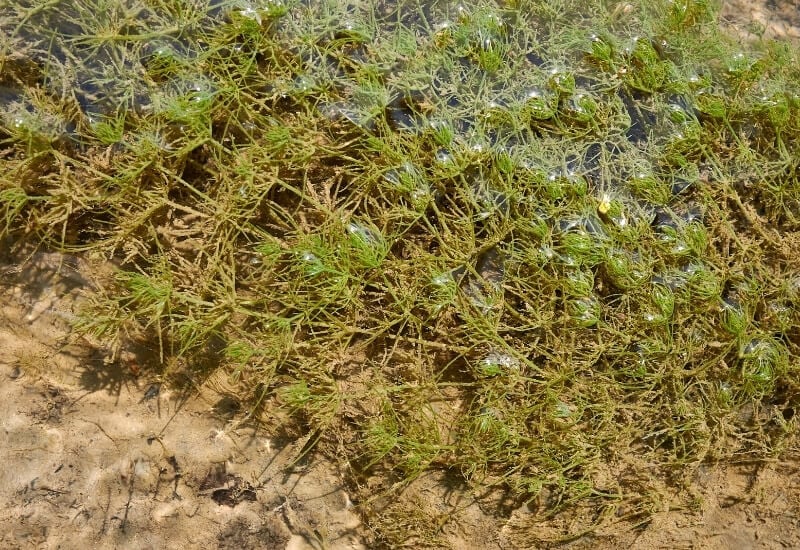 ⦁Coontail (Ceratophyllum demersum)