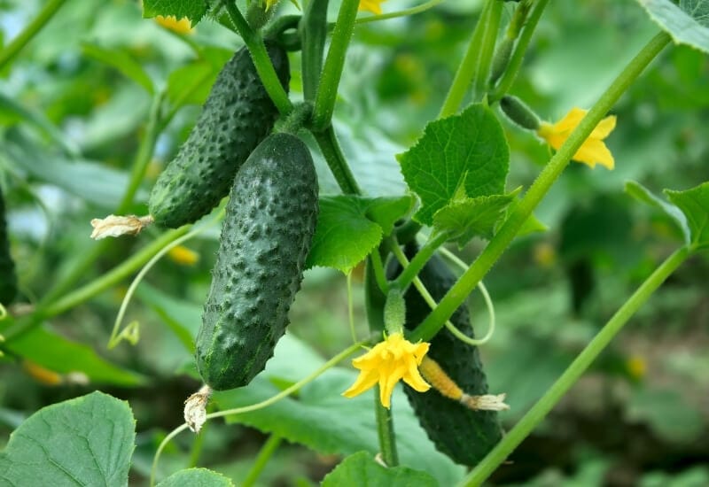 ⦁_Cucumber ⦁Cucumber