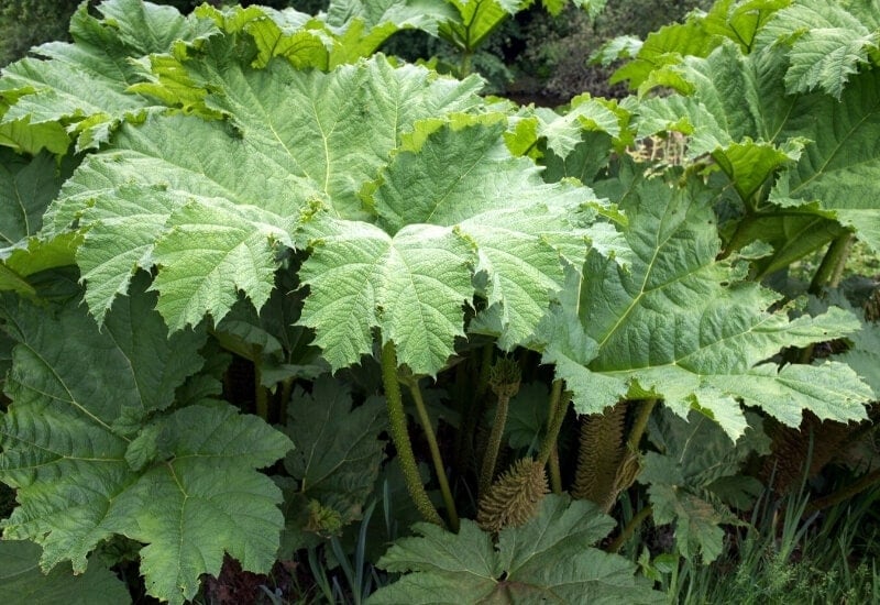 ⦁Giant Brazilian Rhubarb (Gunnera manicata)