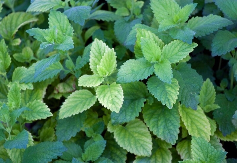⦁_Lemon Balm ⦁Lemon Balm